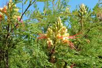 Garten der Distillerie für ätherische Öle