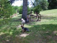 Bewacher des Lavendelmuseums