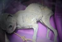 Katze im Beinhaus von Rouen 