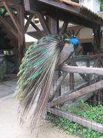 Schloss Clos Lucé - Garten