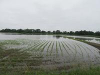 Reisfelder in Frankreich? 