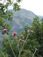 06 Flora in den französischen Alpen