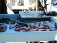 25 traditioneller Fischverkauf in Cassis