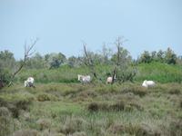 34 Ausflug in die Camargue - Pferde