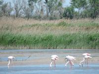 35 Flamingos in der Camargue