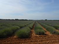 035. Hochebene von Valensole