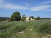 039. Lavendelfelder mit Haus