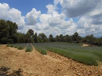 043. Lavendelfelder bei Valensole