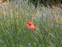 047. Lavendel mit Mohn