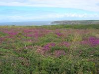 Erika-Wiesen am Cap Sizun