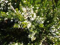 Wunderbare Pflanzenwelt