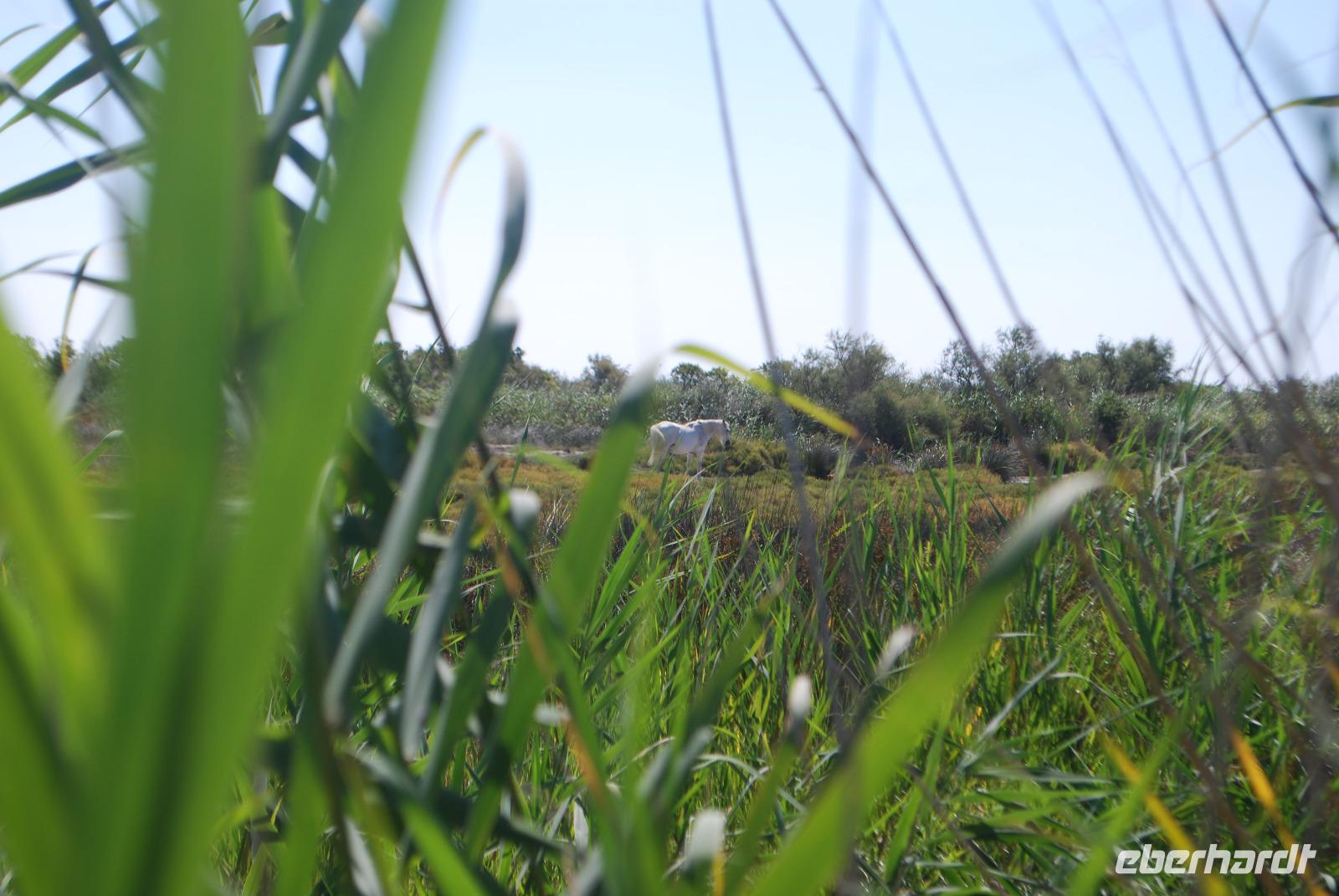 100. Camargue-Pferd