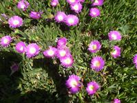 Wunderschöne Mittagsblumen