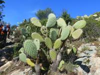 Kakteen soweit das Auge reicht