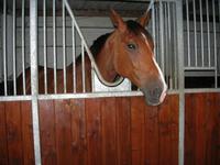 Pferdeställe am Hotel Novotel Chateau de Maffliers