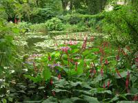 Fondation Claude Monet Wassergarten