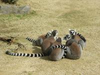 Parc Paysager et Zoologique de Champrépus