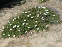 Wanderung in der Agriates Wüste