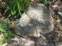 Eidechsen gibt es hier auch :-)