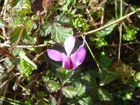 Herrliche Pflanzenwelt