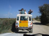 Camargue: Foto-Safari