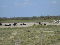 Camargue. Andalusische Stiere