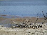 Camargue. Etang des Vaccares