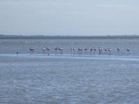 Camargue. Etang des Vaccares