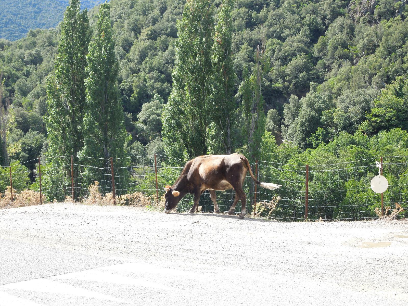 058 freilaufende Kuh