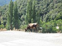 058 freilaufende Kuh