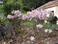 066 Destillerie für ätherische Öle