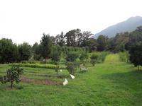 067 Destillerie für ätherische Öle