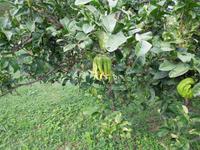 068 Destillerie für ätherische Öle