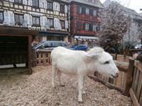 Obernai Weihnachtskrippe