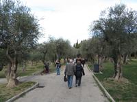 104- Park mit Olivenbäume in Nizza
