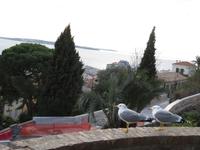 165-Die Möwen geniessen die Aussicht