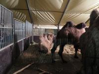 381-Die Tiere des Zirkus