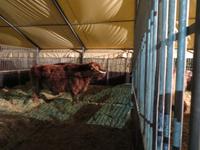 382-Die Tiere des Zirkus