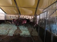 383-Die Tiere des Zirkus