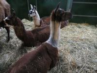 384-Die Tiere des Zirkus