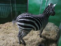 385-Die Tiere des Zirkus