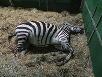 386-Die Tiere des Zirkus