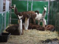 387-Die Tiere des Zirkus