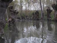 im Marais Poitevin