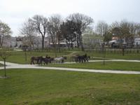 Typisch für die Ile de Re: Esel