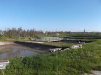 Austernzuchten bei Marennes