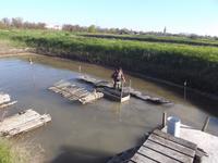 Austernzuchten bei Marennes, Vorführung