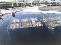 Austernzuchten bei Marennes