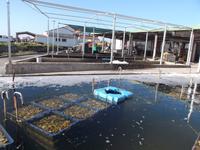 Austernzuchten bei Marennes