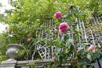 Entdeckungen am Montmartre